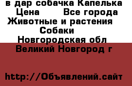 в дар собачка Капелька › Цена ­ 1 - Все города Животные и растения » Собаки   . Новгородская обл.,Великий Новгород г.